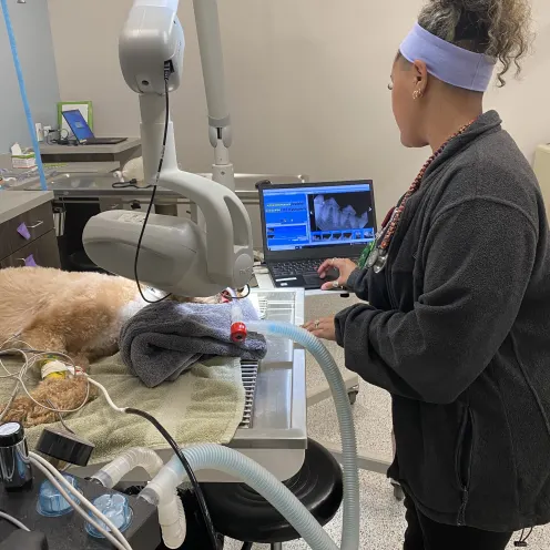 Dog getting a dental cleaning